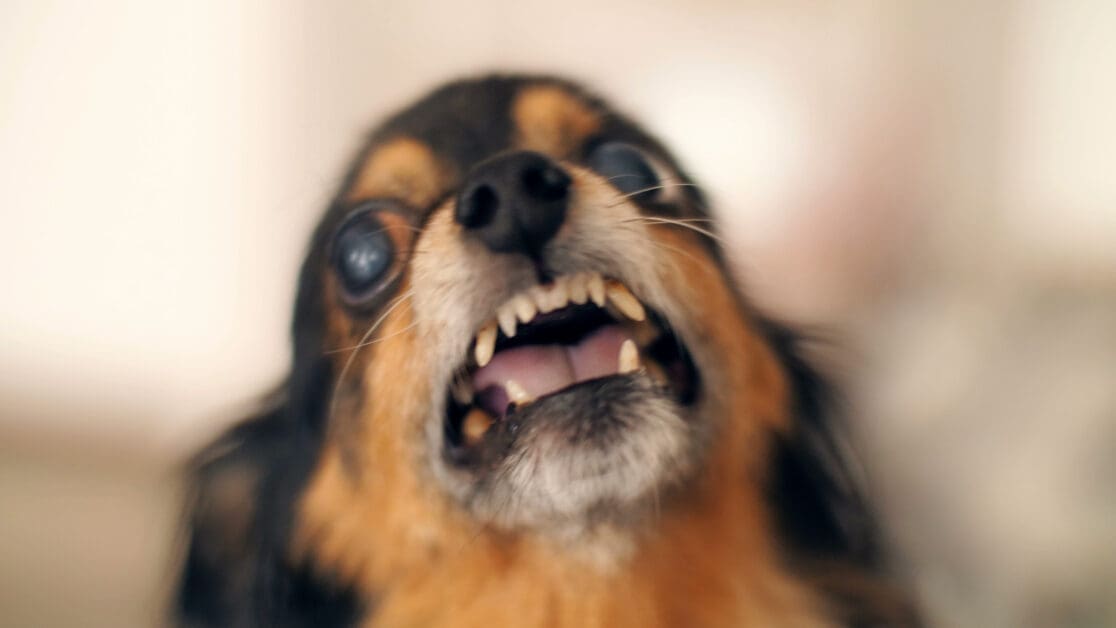 Small Dog Bites, Big Consequences in Lexington, Ky: Know Your Rights